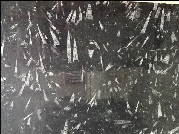 Fossil Black Marble Slab and Tile