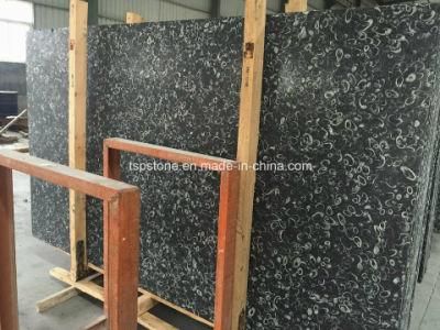 China Black Fossil/ Sea Shell Black Marble Slab
