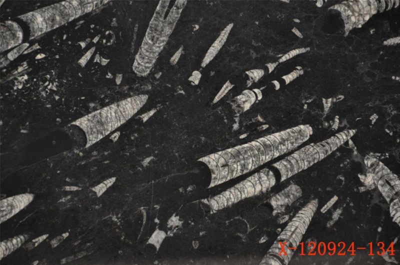 Hotsale Chinese Polished Seafloor Marble Slabs