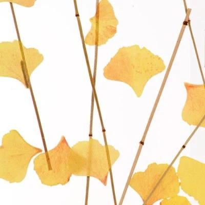 PMMA 6mm Planting Acrylic Sheet for Window Decorative