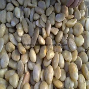 White Natural River Pebble Stone for Landscaping
