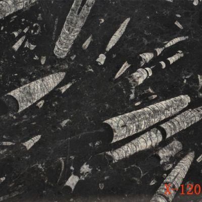 Hotsale Chinese Polished Seafloor Marble Slabs