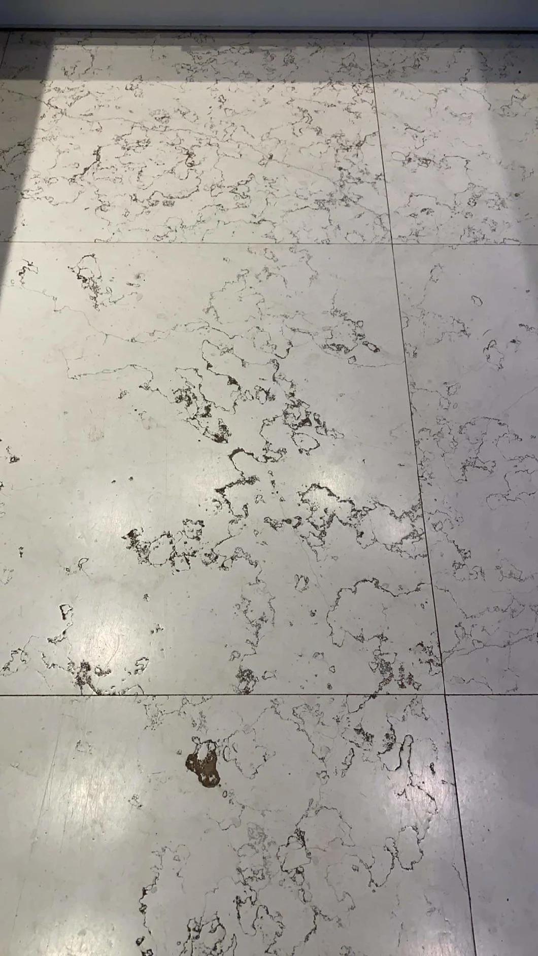 White Stone Tiles Champagne White Marble for Wall