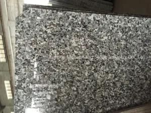 High Quality Natural Granite Swan Grey Slab for Home/Hotel Decoration