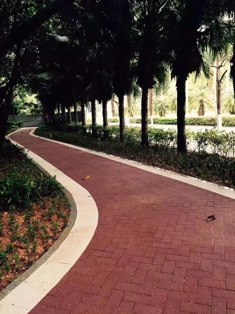 Environmental Resource Forest Top Quality Paving Bricks