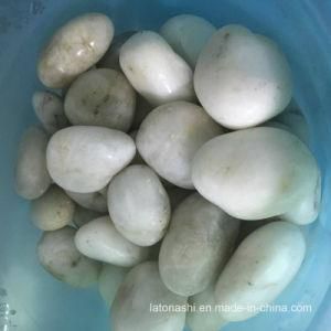 Natural Polished White Pebble for Garden and Landscape